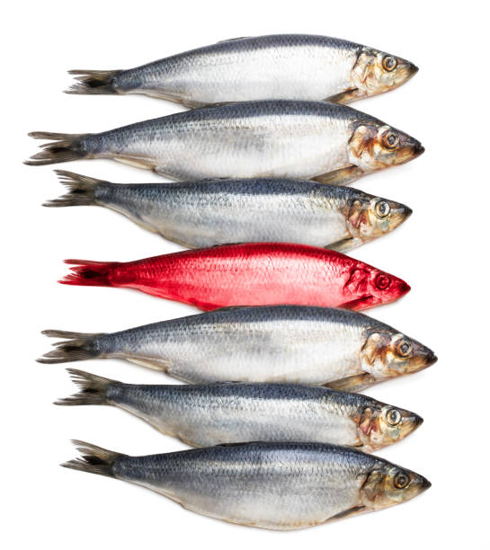 istock Concept showing traditional english red herring idiom 1168736759