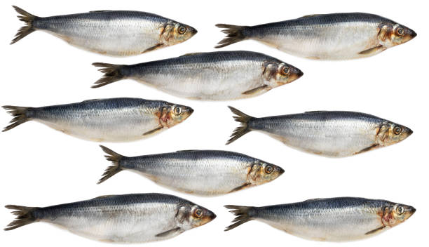 istock Set of fresh whole herring fish isolated on white 1168736868