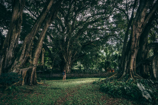 Young man looking at rainforest