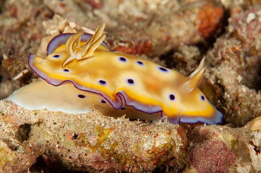 Sea Life. colorful sea slug underwater life nudibranch