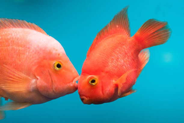 istock Two kissing goldfish in an aquarium. Blue background 1168740410