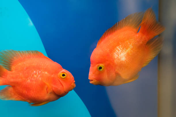 istock Two kissing goldfish in an aquarium. Blue background 1168740411
