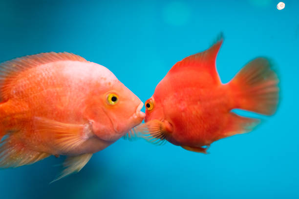 istock Two whispering goldfish in an aquarium. Blue background 1168740412