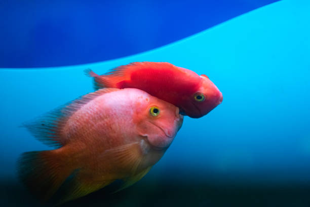 istock Two talking red goldfish in an aquarium. Blue background 1168740437