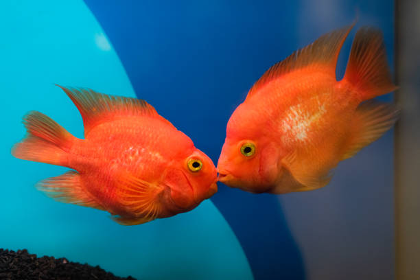 istock Two kissing goldfish in an aquarium. Blue background 1168740465
