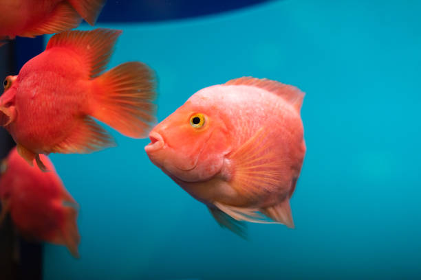 istock Cute goldfish in an aquarium. Blue background 1168740468