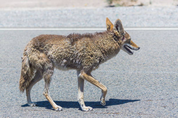 istock coyote stalk on roadside  in desert area. 1168741256