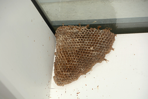 big empty wasp nest or hornets nest built on a conservatory
