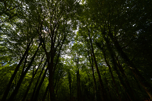greenery forest Verdun