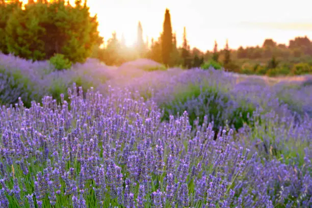 Photo of Blooming lavender on the island of Hvar
