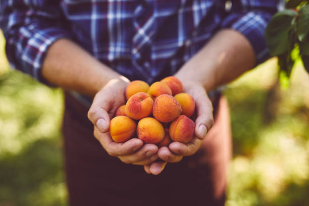 Farmer with full handful of ripe apricots Close up of farmer with full handful of ripe apricots apricot stock pictures, royalty-free photos & images