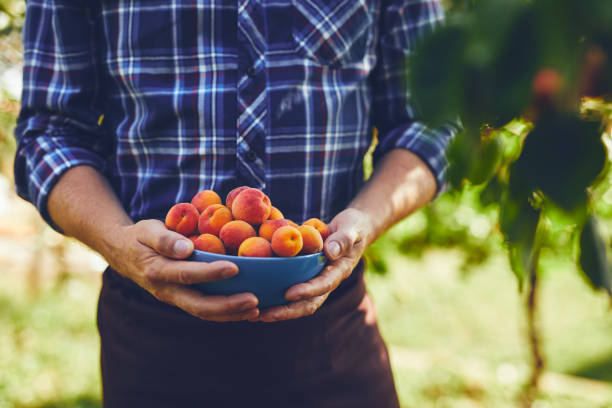 istock Man with full bowl of ripe apricots 1168744488