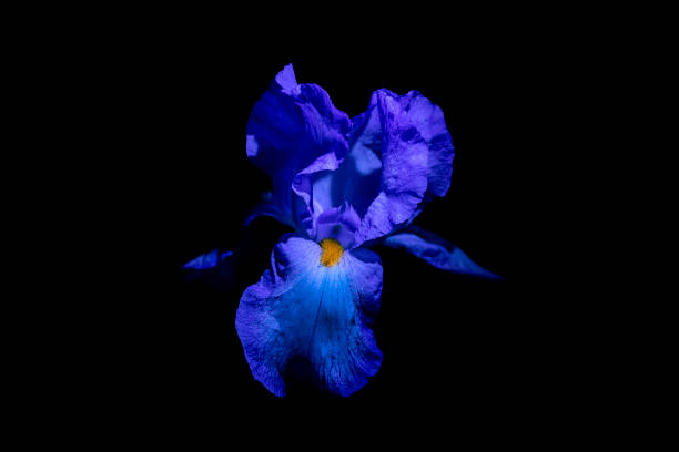 Iris flower on a black background. Close Up