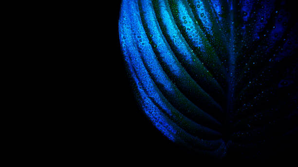istock Host leaf with raindrops in ultraviolet light isolated on black background. Macro. Uv light 1168744588