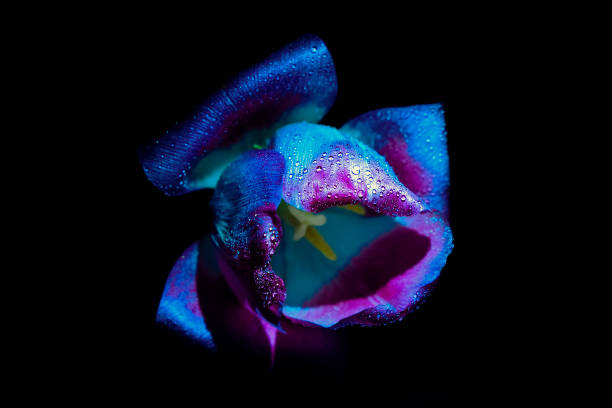 istock Tulip flower with water drops under Ultraviolet light on a black background. UV, fluorescent. 1168744590