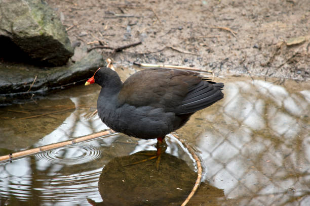 a side view of a dusky moorhen the dusky moorhen is standing in a pool of water moorhen bird water bird black stock pictures, royalty-free photos & images