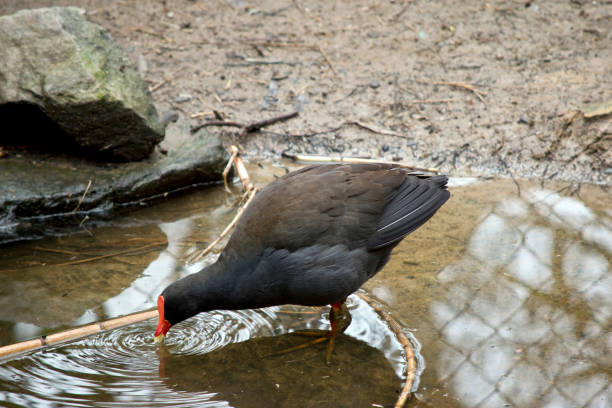 a side view of a dusky moorhen the dusky moorhen is standing in a pool of water drinking moorhen bird water bird black stock pictures, royalty-free photos & images