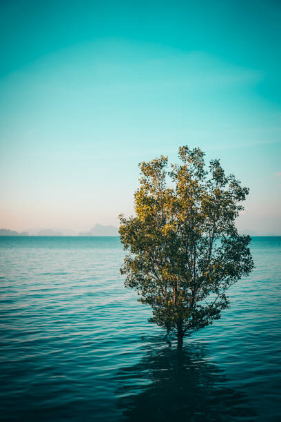Laurel branch on the background of the blue sea and the fortress wall. Symbol of glory, victory and peace