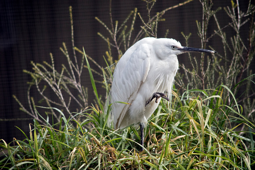 the little egret is resting in the tall grass