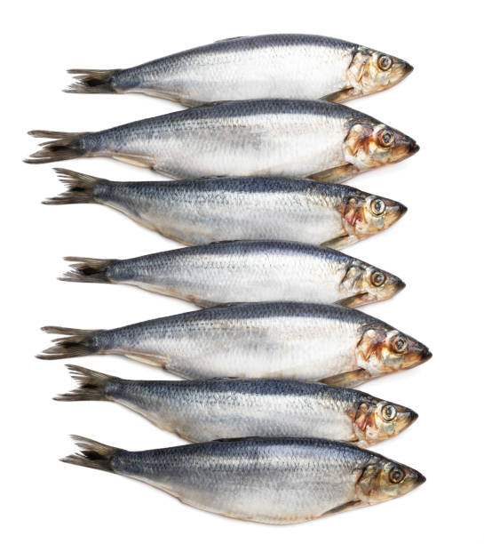 istock Set of fresh whole herring fish isolated on white 1168745031
