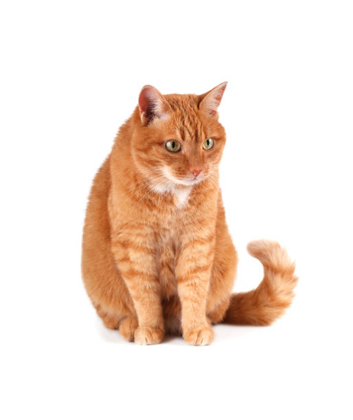 istock Portrait of ginger cat 1168745810