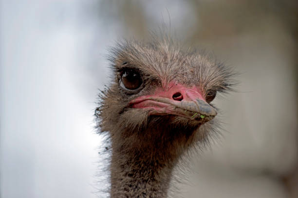 istock this is a close up of an ostrich 1168745895