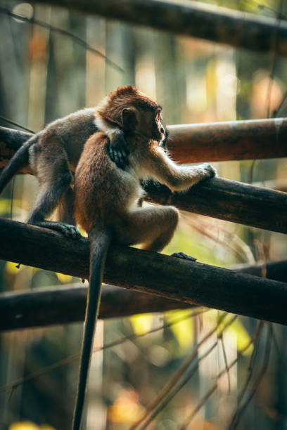 monos tailandeses abrazados en una rama - beauty in nature day animal monkey fotografías e imágenes de stock