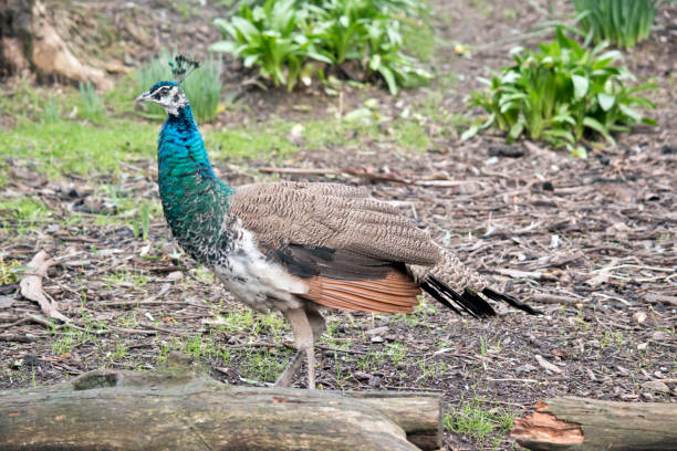 istock this is a side view of a peahen 1168745999