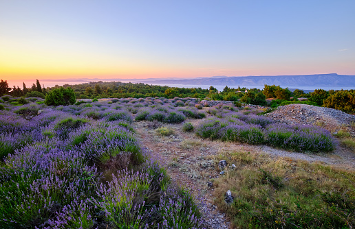 Lavender field on Hvar island at sunset, Croatia