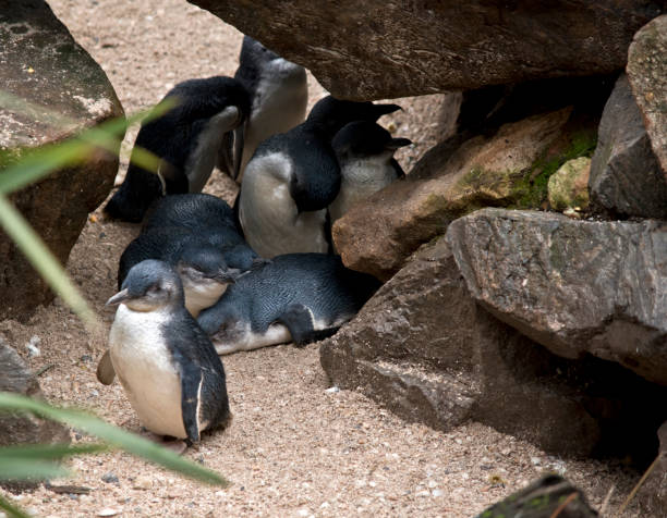 istock a group of fairy penguin 1168746045