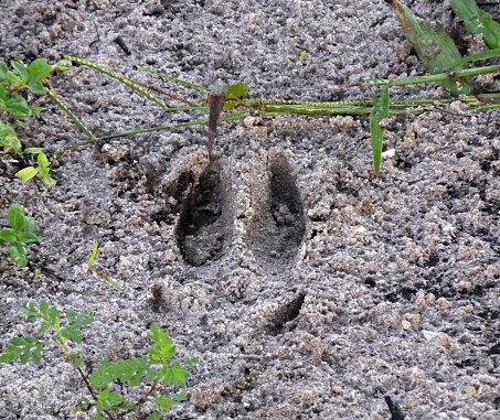 Track of a White-tailed Deer