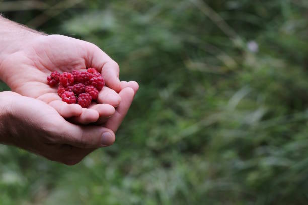 istock Ripe red raspberries in the man's hands 1168747395