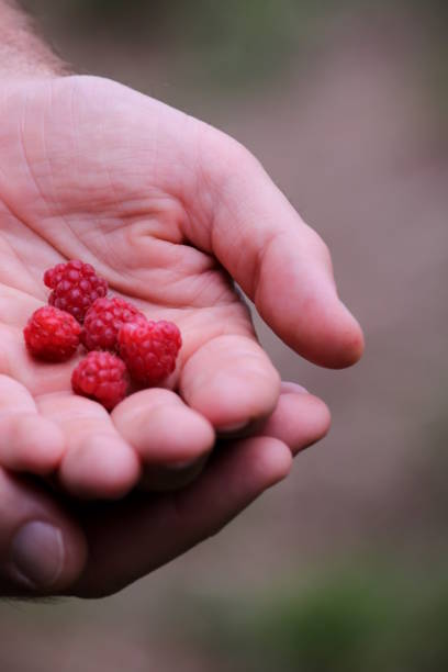 istock Ripe red raspberries in the man's hands 1168747396