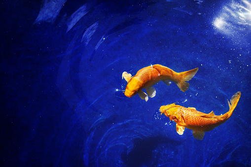 Dos peces carpas koi dorados de cerca, fondo azul oscuro del mar, pez dorado amarillo nada en el agua, brillo de la luz de la luna de la noche, estrellas brillantes, ilustración fantástica galaxia del cielo, signo del horóscopo de la constelación de Pi photo
