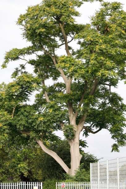 Tree of Heaven (Ailanthus altissima) (also (Ailanthus glandulosa)) is a deciduous tree with large, attractive pinnate leaves. This photo emphasises the strong, upright, sturdy trunk of the tree. This is August in southern England. Other names from Tree of Heaven include false varnish tree, Japan varnish tree and tree of the gods.