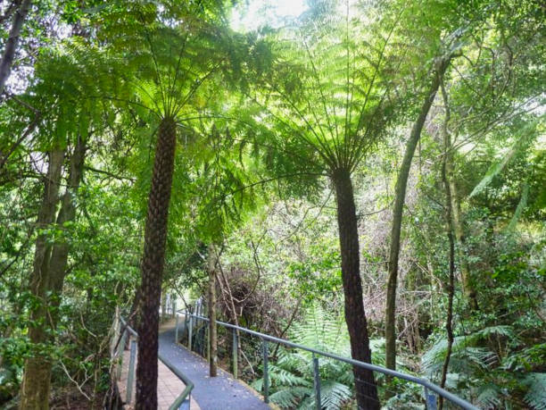 istock a side walk trough the jungle 1168750757
