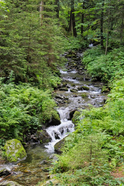 istock a small creek in the forest in summer 1168750940