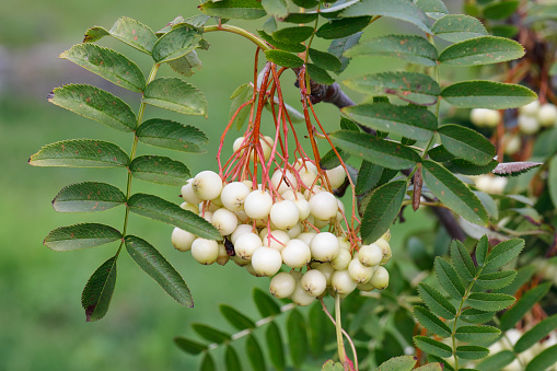 Chinese white-berry or white-fruited rowan tree. Another pretty tree of the rowan family, this time with white (rather than orange) fruit. Ornamental, planted in parks in the UK.