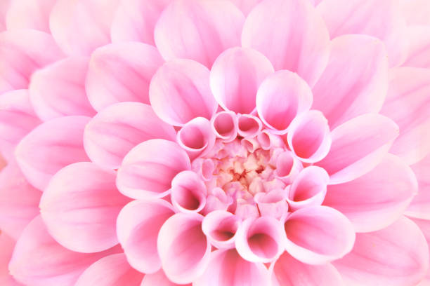 Summer blossoming delicate dahlia blooming flowers