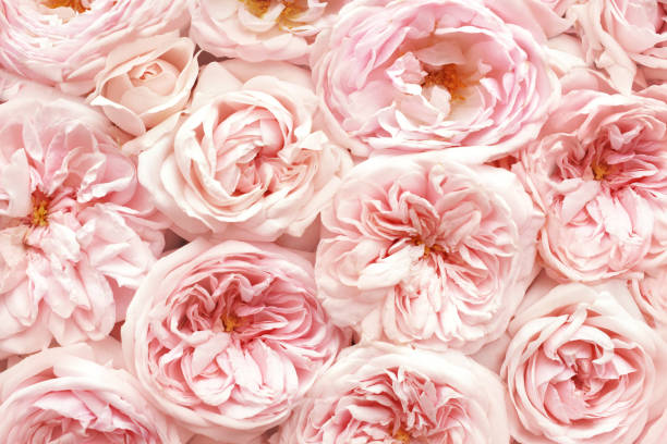 istock Summer blossoming delicate rose blooming flowers 1168753445