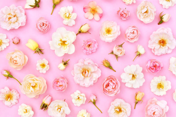istock Summer blossoming delicate rose blooming flowers 1168753499