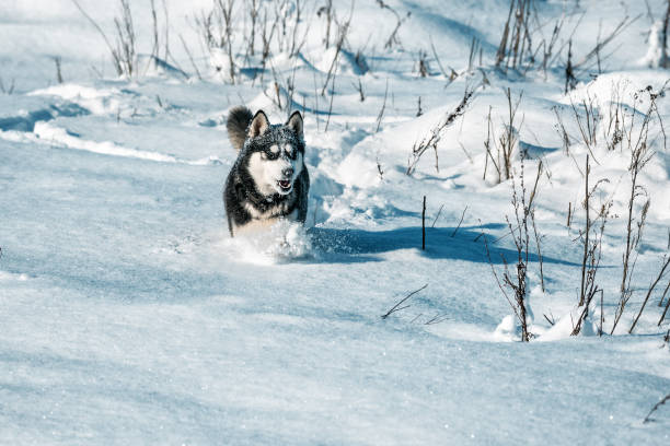 istock husky running in the snow 1168754923