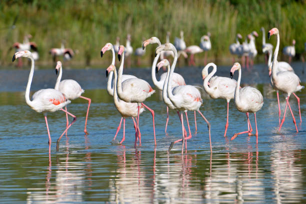 istock Group of flamingos in Camargue 1168755029
