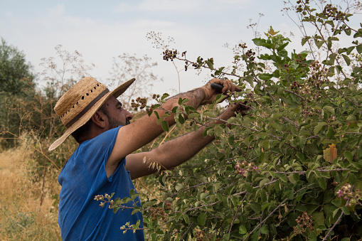 Ağaçta fıstık toplayan şapkalı tarım işçisi