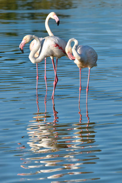 Flamingos (Phoenicopterus ruber) standing in water with big reflection, in the Camargue is a natural region located south of Arles, France, between the Mediterranean Sea and the two arms of the Rhône delta