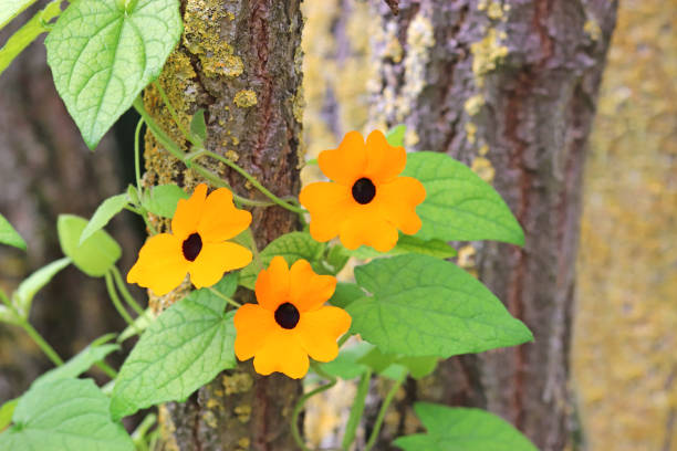 Colorful flowers seen growing outdoors
