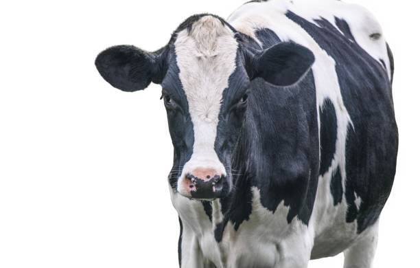 istock A black and white cow isolated on a white background 1168758716
