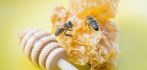 istock slices of fresh honey in honeycombs 1168758823