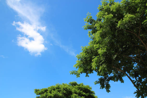 istock Fresh green trees and blue sky and clouds 1168759005