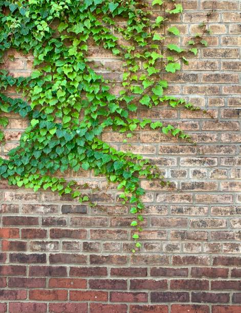 Ivy on Brick Wall Boston Ivy on old brick wall.   iPhone Boston Ivy stock pictures, royalty-free photos & images